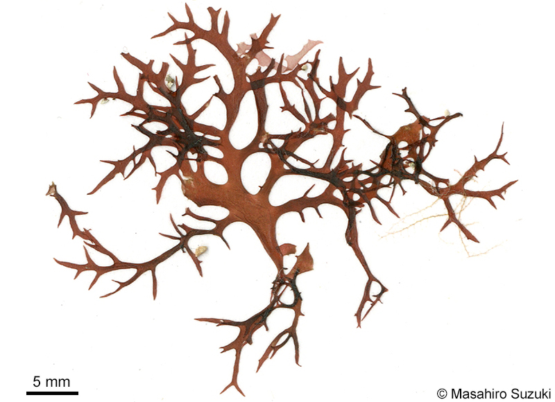 ヤスタケイバラ Calliblepharis yasutakei